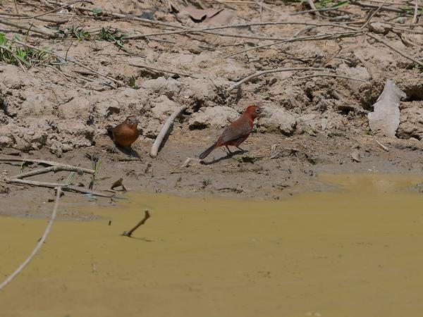 Rode kroongors (Coryphospingus cucullatus)